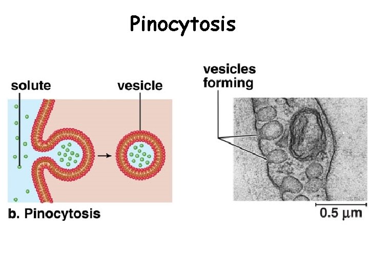 Pinocytosis Pinocytosis
