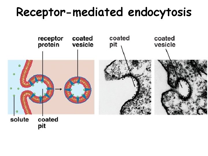 Receptor-mediated endocytosis Receptor-mediated endocytosis