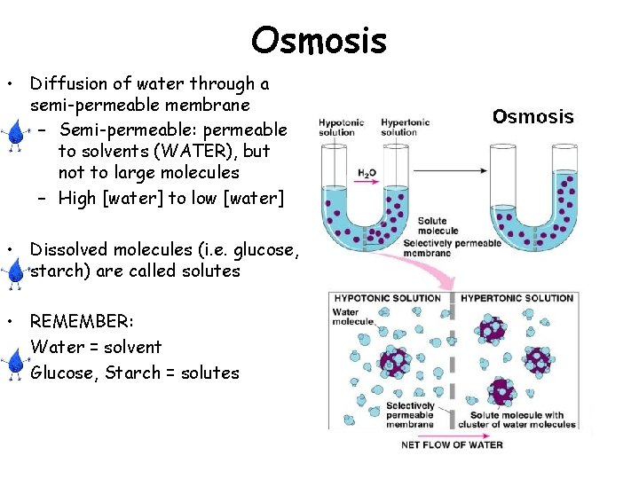 Osmosis • Diffusion of water through a semi-permeable membrane – Semi-permeable: permeable to solvents Osmosis • Diffusion of water through a semi-permeable membrane – Semi-permeable: permeable to solvents
