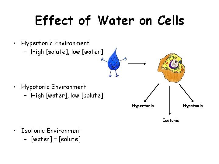 Effect of Water on Cells • Hypertonic Environment – High [solute], low [water] •