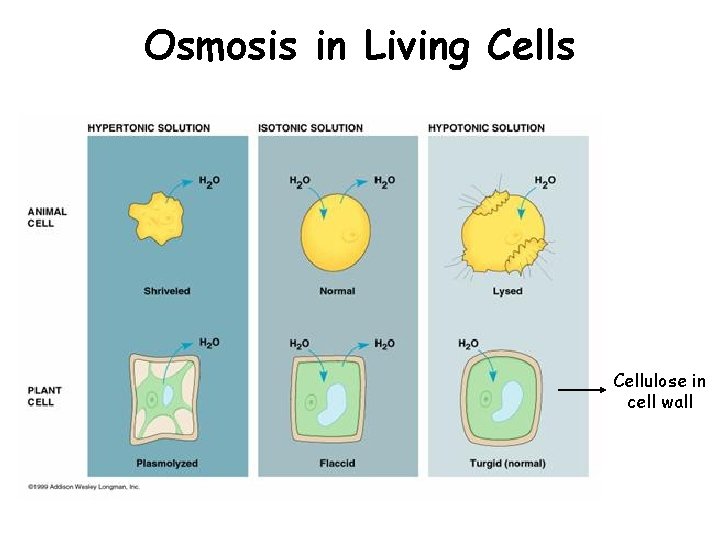 Osmosis in Living Cells Cellulose in cell wall Osmosis in Living Cells Cellulose in cell wall