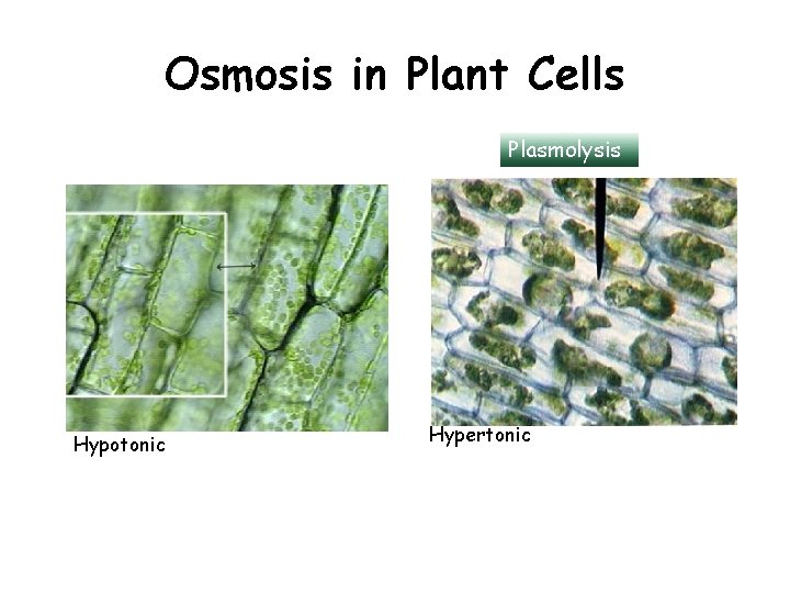 Osmosis in Plant Cells Plasmolysis Hypotonic Hypertonic Osmosis in Plant Cells Plasmolysis Hypotonic Hypertonic