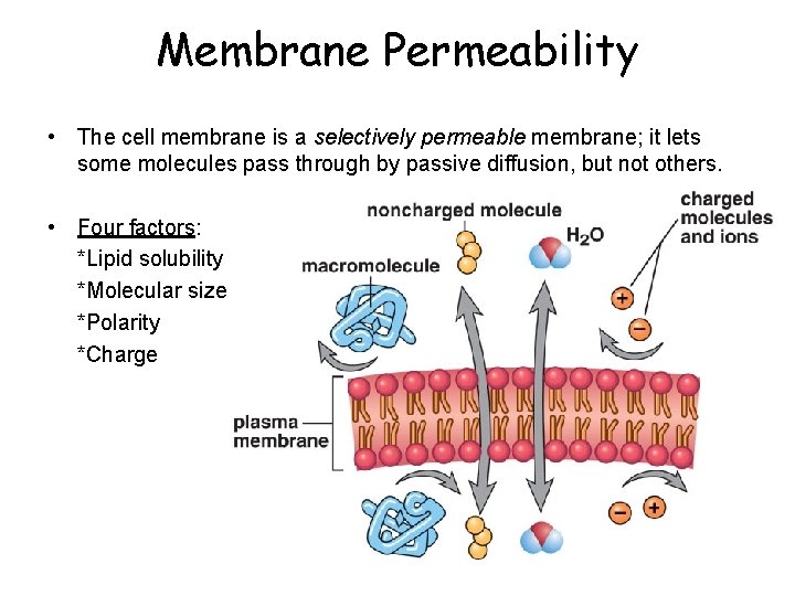 Membrane Permeability • The cell membrane is a selectively permeable membrane; it lets some Membrane Permeability • The cell membrane is a selectively permeable membrane; it lets some