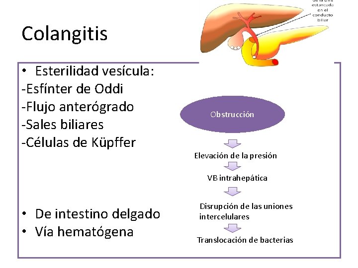 Colangitis • Esterilidad vesícula: -Esfínter de Oddi -Flujo anterógrado -Sales biliares -Células de Küpffer Colangitis • Esterilidad vesícula: -Esfínter de Oddi -Flujo anterógrado -Sales biliares -Células de Küpffer