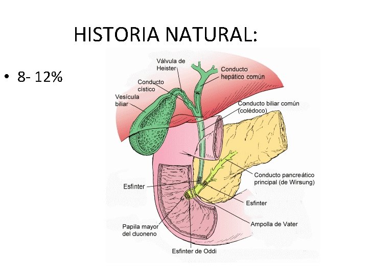 HISTORIA NATURAL: • 8 - 12% HISTORIA NATURAL: • 8 - 12%