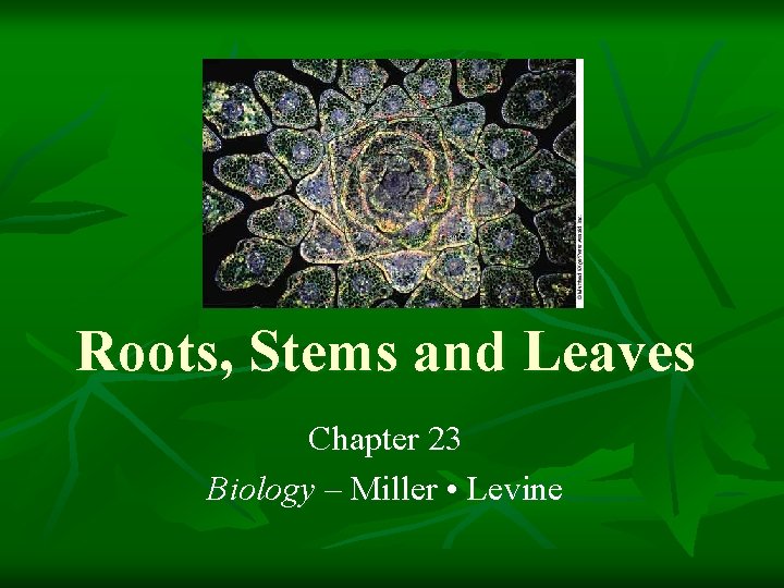 Roots, Stems and Leaves Chapter 23 Biology – Miller • Levine 