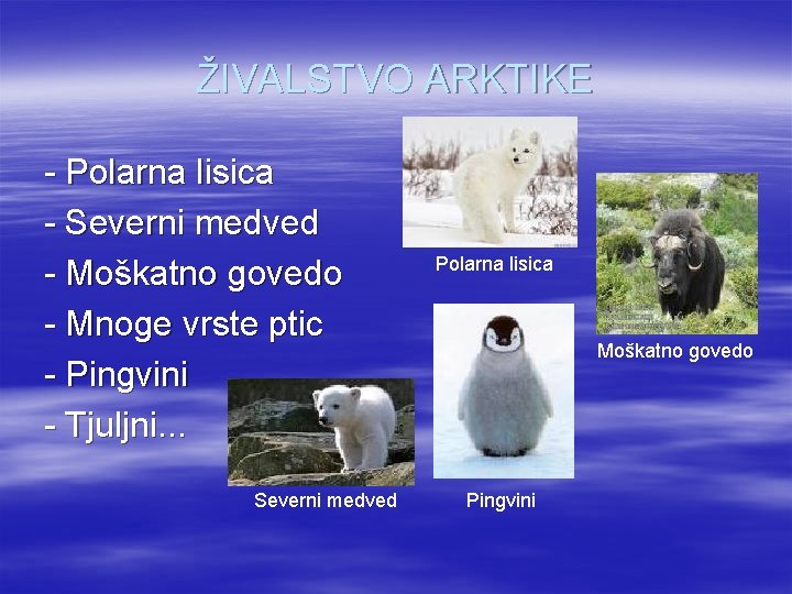 ŽIVALSTVO ARKTIKE - Polarna lisica - Severni medved - Moškatno govedo - Mnoge vrste