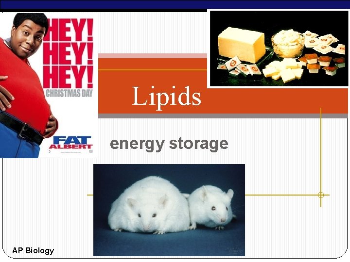 Lipids energy storage AP Biology 