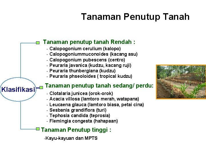 Tanaman Penutup Tanah Tanaman penutup tanah Rendah : - Calopogonium cerulium (kalopo) - Calopogoniummuconoides