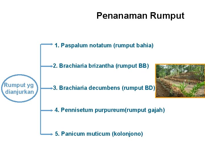 Penanaman Rumput 1. Paspalum notatum (rumput bahia) 2. Brachiaria brizantha (rumput BB) Rumput yg