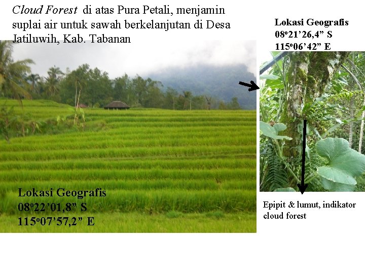 Cloud Forest di atas Pura Petali, menjamin suplai air untuk sawah berkelanjutan di Desa