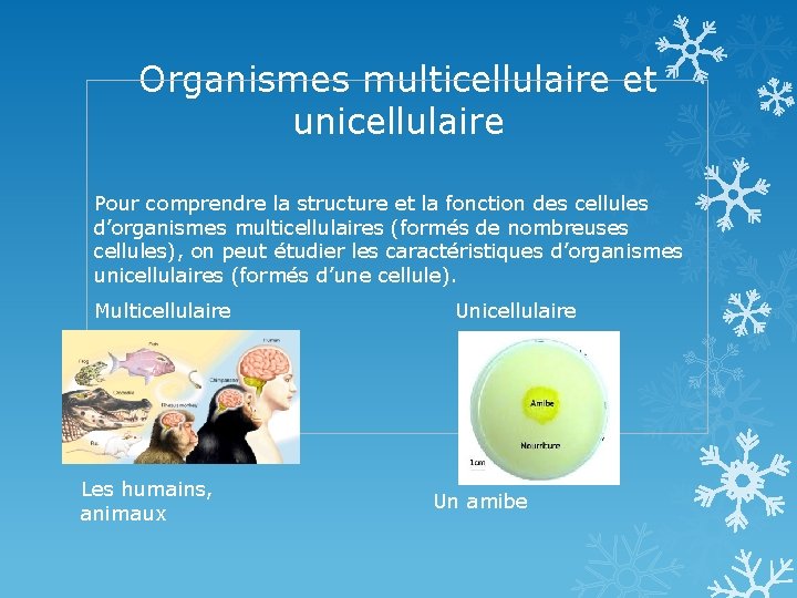 Organismes multicellulaire et unicellulaire Pour comprendre la structure et la fonction des cellules d’organismes