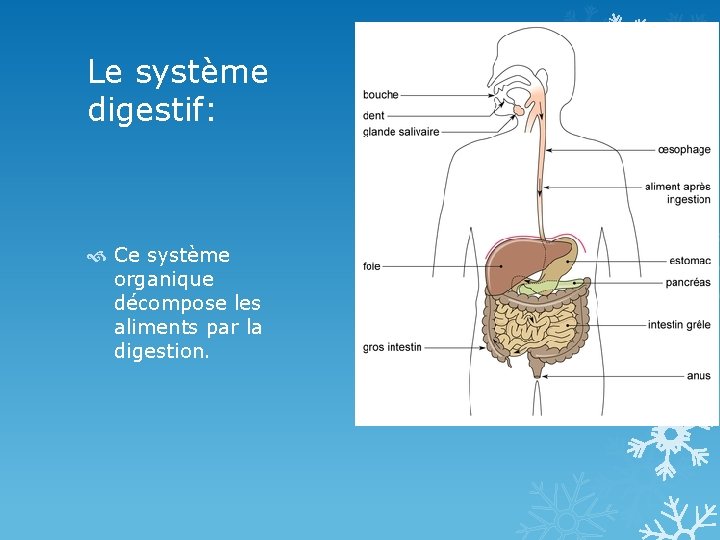 Le système digestif: Ce système organique décompose les aliments par la digestion. 