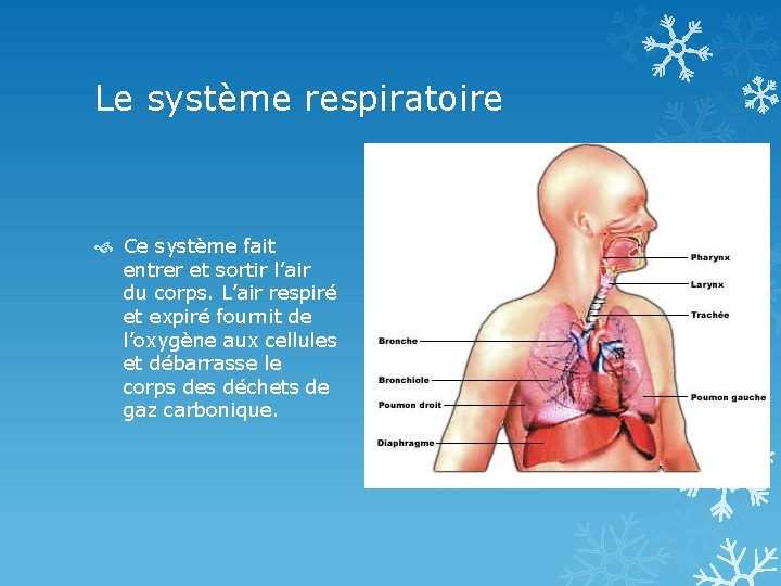 Le système respiratoire Ce système fait entrer et sortir l’air du corps. L’air respiré