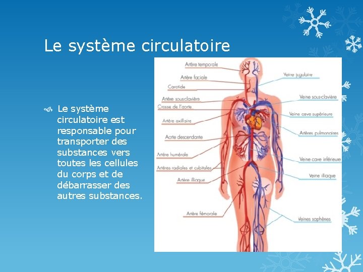 Le système circulatoire est responsable pour transporter des substances vers toutes les cellules du