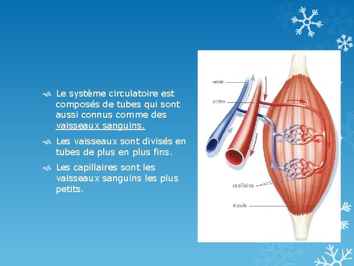  Le système circulatoire est composés de tubes qui sont aussi connus comme des