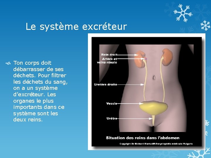 Le système excréteur Ton corps doit débarrasser de ses déchets. Pour filtrer les déchets