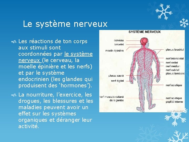 Le système nerveux Les réactions de ton corps aux stimuli sont coordonnées par le