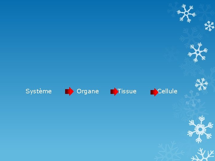 Système Organe Tissue Cellule 