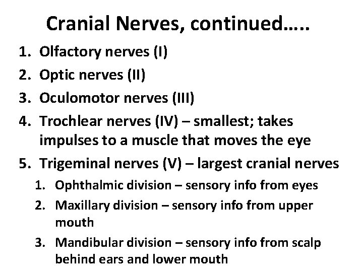 Cranial Nerves, continued…. . 1. 2. 3. 4. Olfactory nerves (I) Optic nerves (II)