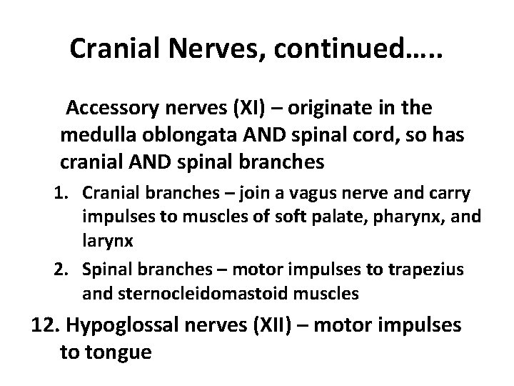 Cranial Nerves, continued…. . 11. Accessory nerves (XI) – originate in the medulla oblongata