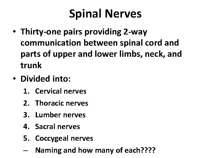 Spinal Nerves • Thirty-one pairs providing 2 -way communication between spinal cord and parts