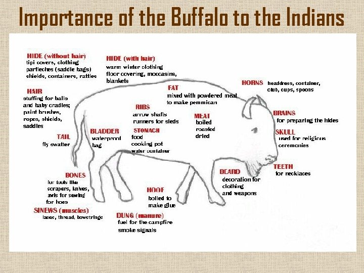 Importance of the Buffalo to the Indians 