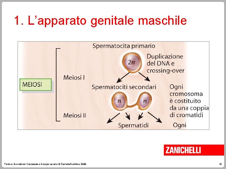 1. L’apparato genitale maschile Tortora, Derrickson Conosciamo il corpo umano © Zanichelli editore 2009