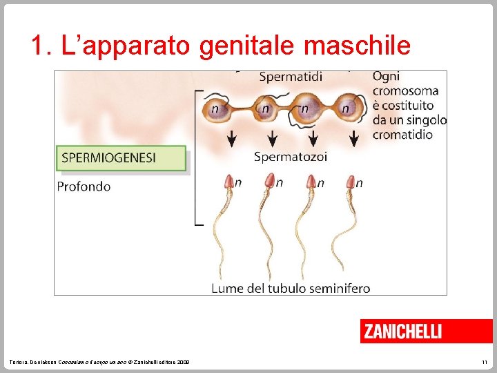 1. L’apparato genitale maschile Tortora, Derrickson Conosciamo il corpo umano © Zanichelli editore 2009