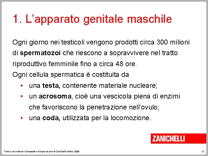 1. L’apparato genitale maschile Ogni giorno nei testicoli vengono prodotti circa 300 milioni di