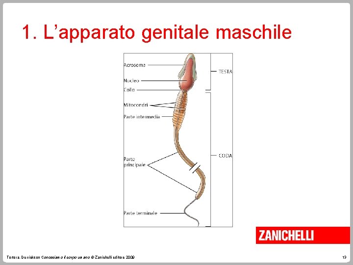 1. L’apparato genitale maschile Tortora, Derrickson Conosciamo il corpo umano © Zanichelli editore 2009