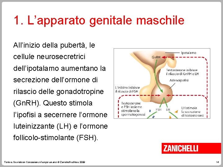 1. L’apparato genitale maschile All’inizio della pubertà, le cellule neurosecretrici dell’ipotalamo aumentano la secrezione