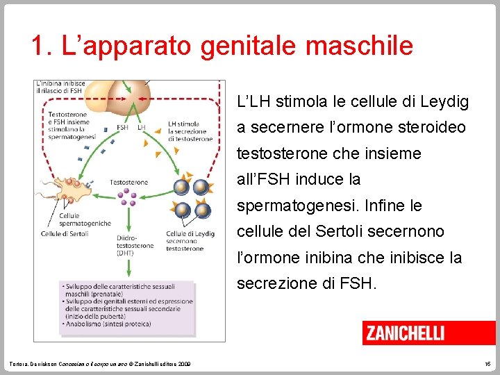 1. L’apparato genitale maschile L’LH stimola le cellule di Leydig a secernere l’ormone steroideo