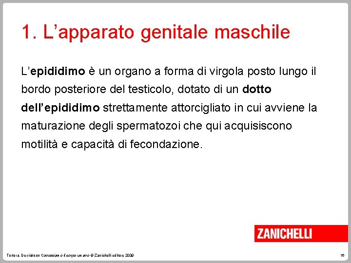 1. L’apparato genitale maschile L’epididimo è un organo a forma di virgola posto lungo