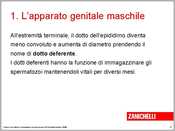 1. L’apparato genitale maschile All’estremità terminale, il dotto dell’epididimo diventa meno convoluto e aumenta