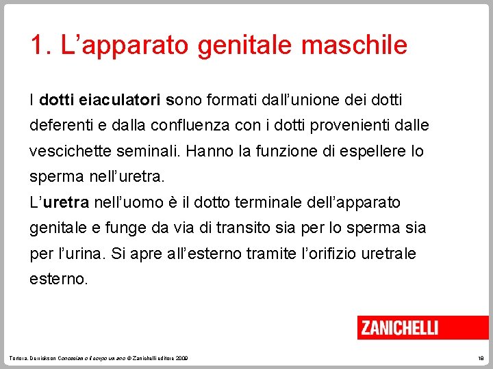 1. L’apparato genitale maschile I dotti eiaculatori sono formati dall’unione dei dotti deferenti e