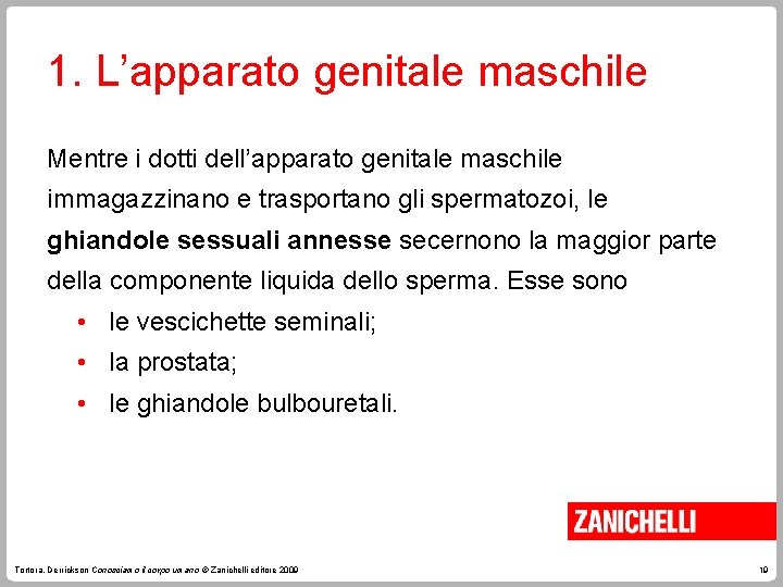 1. L’apparato genitale maschile Mentre i dotti dell’apparato genitale maschile immagazzinano e trasportano gli