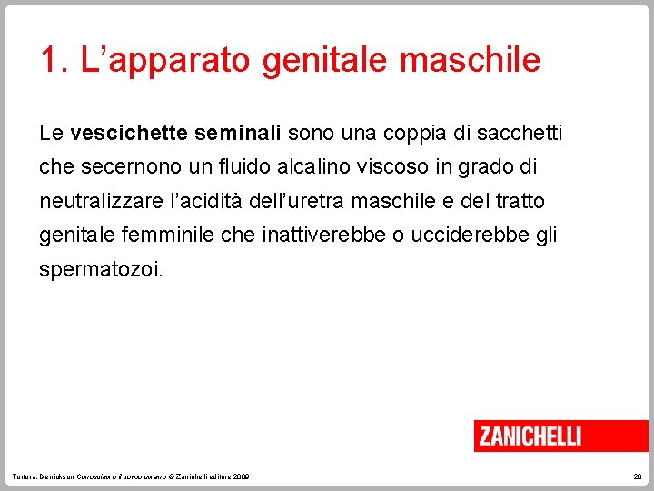 1. L’apparato genitale maschile Le vescichette seminali sono una coppia di sacchetti che secernono