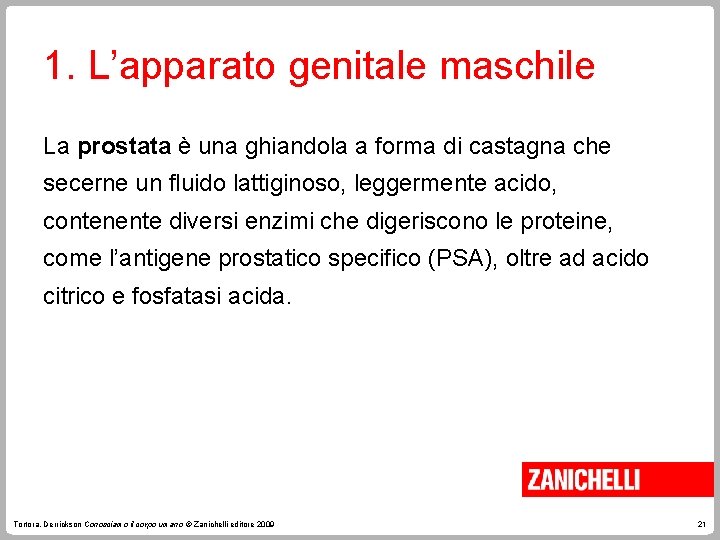 1. L’apparato genitale maschile La prostata è una ghiandola a forma di castagna che