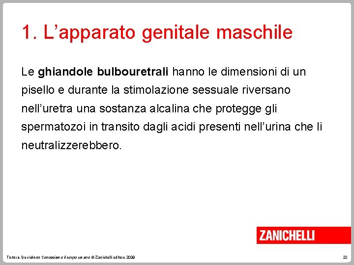1. L’apparato genitale maschile Le ghiandole bulbouretrali hanno le dimensioni di un pisello e