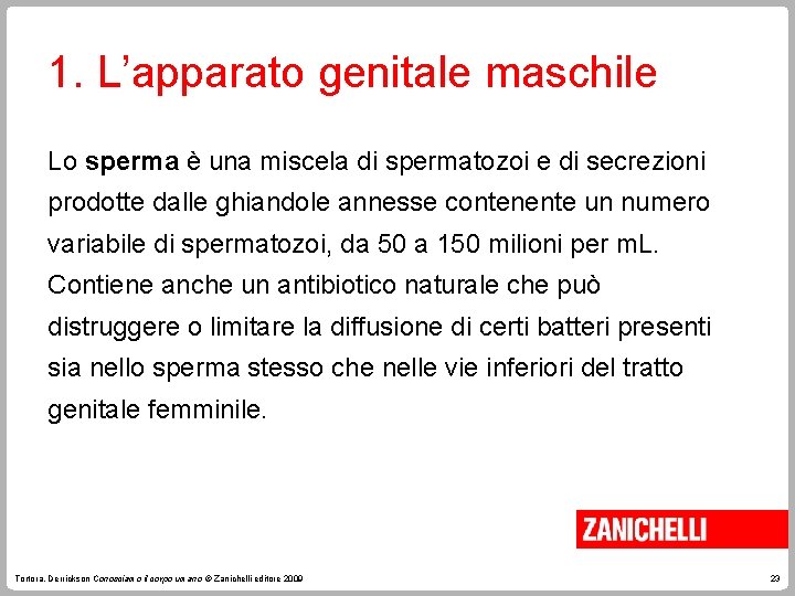 1. L’apparato genitale maschile Lo sperma è una miscela di spermatozoi e di secrezioni