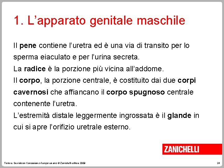 1. L’apparato genitale maschile Il pene contiene l’uretra ed è una via di transito