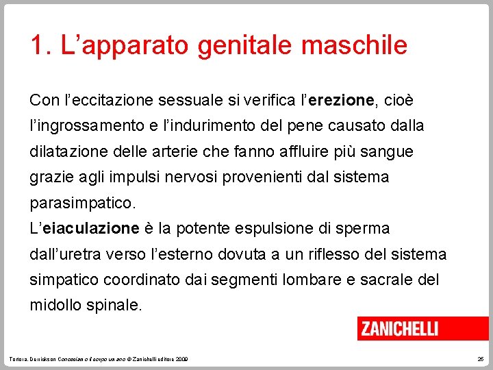 1. L’apparato genitale maschile Con l’eccitazione sessuale si verifica l’erezione, cioè l’ingrossamento e l’indurimento