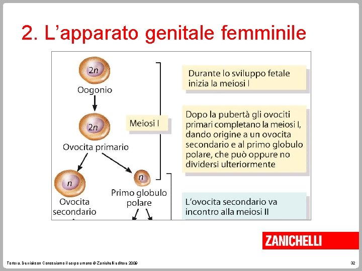 2. L’apparato genitale femminile Tortora, Derrickson Conosciamo il corpo umano © Zanichelli editore 2009