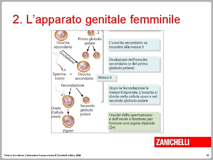 2. L’apparato genitale femminile Tortora, Derrickson Conosciamo il corpo umano © Zanichelli editore 2009