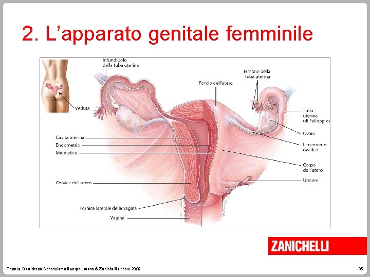 2. L’apparato genitale femminile Tortora, Derrickson Conosciamo il corpo umano © Zanichelli editore 2009