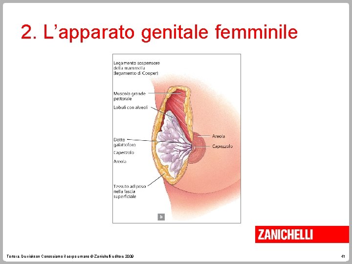 2. L’apparato genitale femminile Tortora, Derrickson Conosciamo il corpo umano © Zanichelli editore 2009