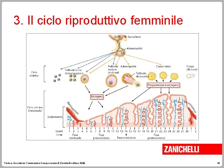 3. Il ciclo riproduttivo femminile Tortora, Derrickson Conosciamo il corpo umano © Zanichelli editore