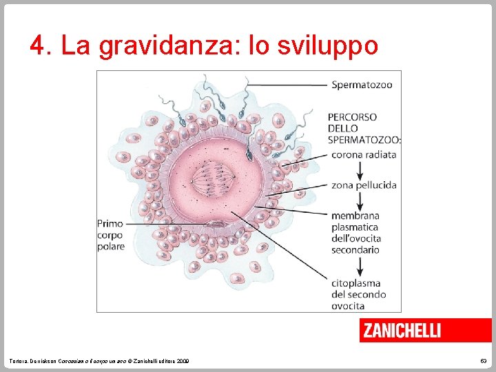 4. La gravidanza: lo sviluppo Tortora, Derrickson Conosciamo il corpo umano © Zanichelli editore