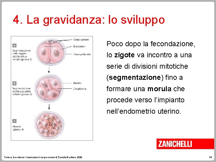 4. La gravidanza: lo sviluppo Poco dopo la fecondazione, lo zigote va incontro a